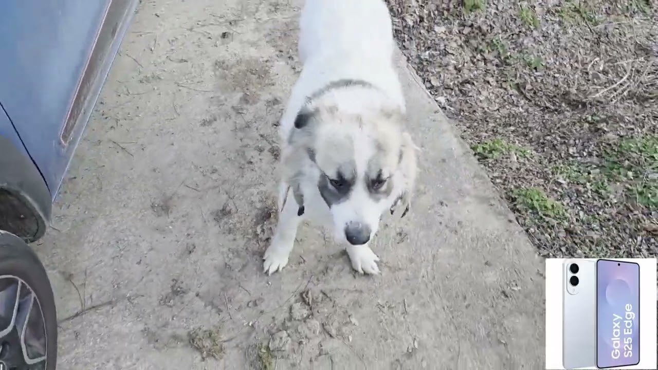 Am probat 3 camere video.