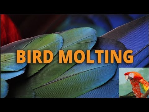 Molting: 3 Easy Tips To Help Your Bird Moult [urdu/hindi]