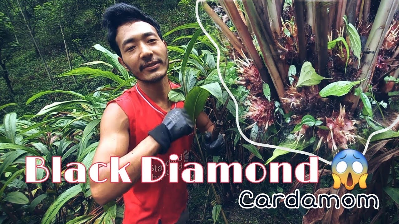 Black Dimond 😱 || Sikkim Cash Crop || Cardamom