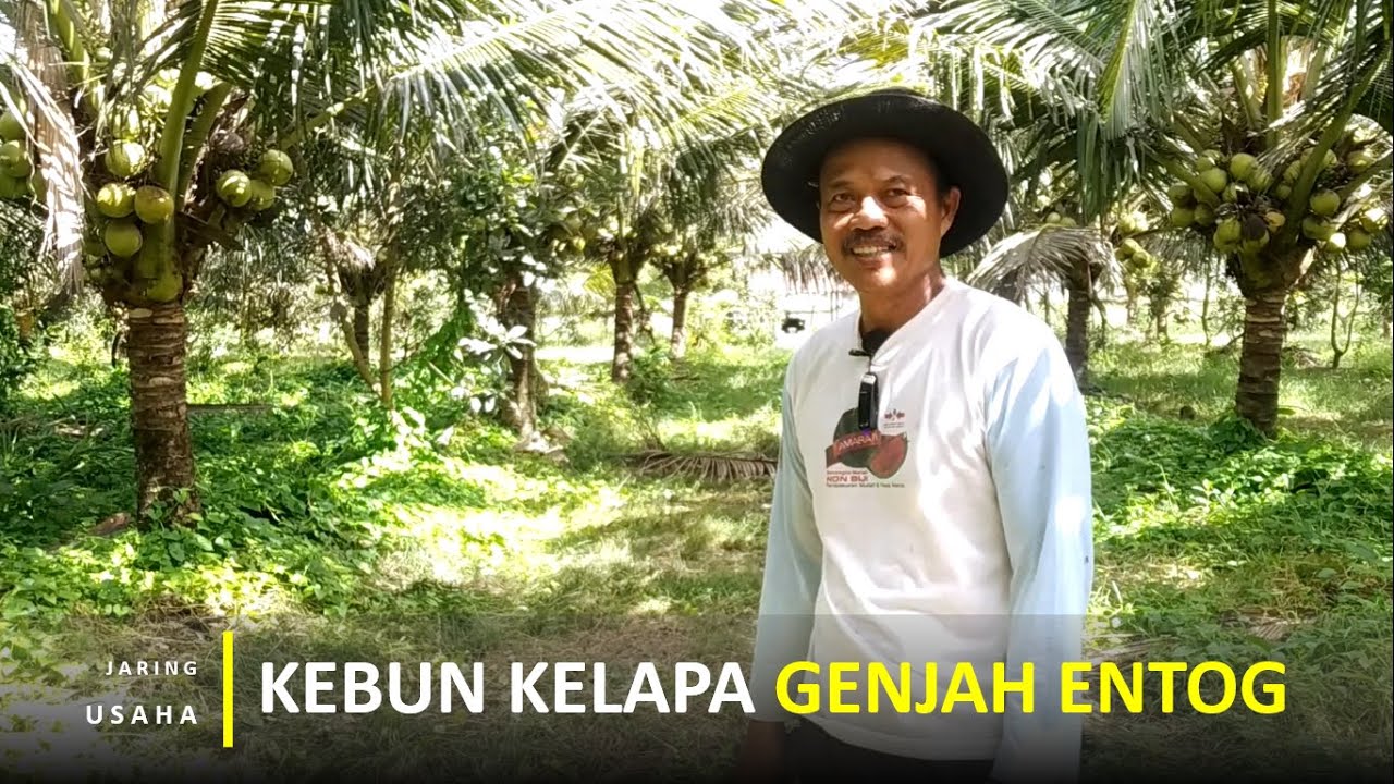 Kebun Kelapa Genjah Entog Hanya 3 Tahun Berbuah Lebat Dan Memiliki 2 Rasa Air Kelapa