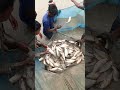 fish Machhali #fish #fishlovers #bengalifish #machhali #freshcatch #seafood #video #shortvideo