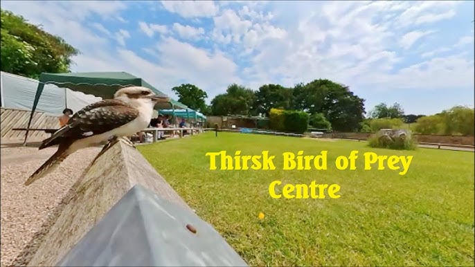 Full Day Birds of Prey Experience Thirsk Birds of Prey Centre