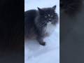 лжец! #cat #snow