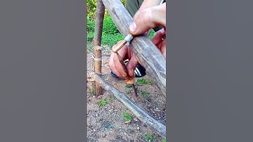 A PRIMITIVE TRAP IN FIVE MINUTES  #trap #survival #trapping #bushcraft #farming