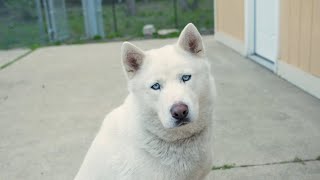Aurora CELEBRATES National Animal Care and Control Week!
