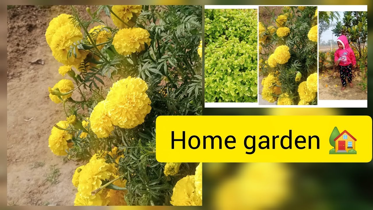 My home garden and family/🏡🥰🥰💓🌿A little tour of the house garden/🏡