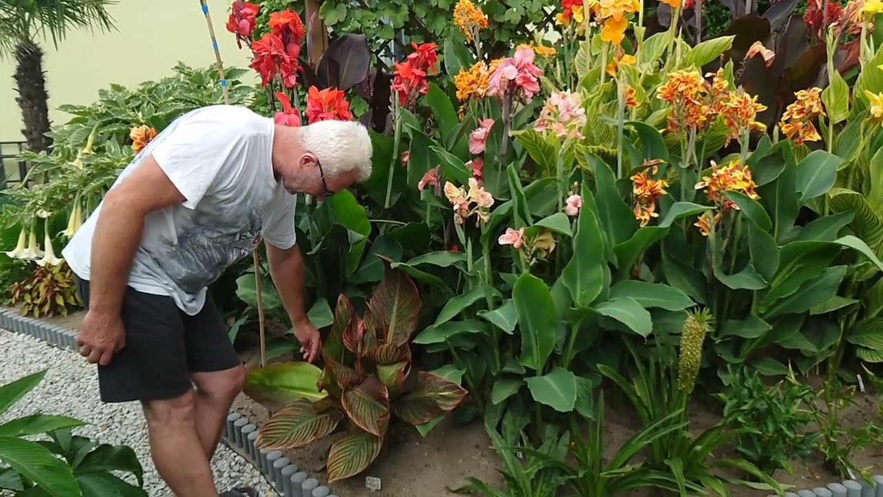 (173) Pomiary wysokości wszystkich odmian canny - paciorecznika 💪🪷😁