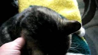 MVI_2968.AVI