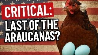 Heritage Araucanas Are CRITICALLY ENDANGERED: The Reason Is Shocking