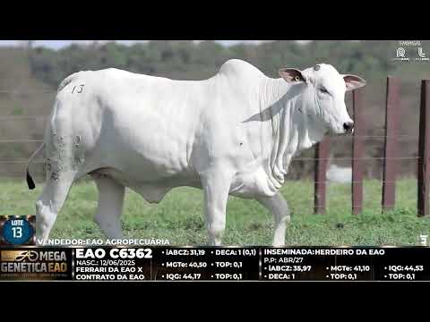 LOTE 13