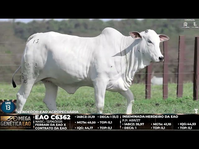 LOTE 13