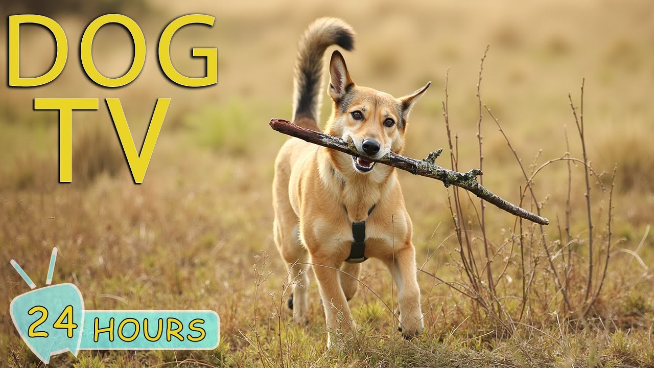 DOG TV for Dogs to Watch: Video Entertain Keep Your Dog Happy & Relax- Music for Dog When Home Alone