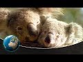 Koala Dreams - Tales of the Old Growth Forest