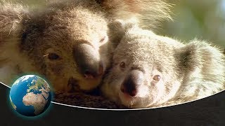 Koala Dreams  Tales of the Old Growth Forest