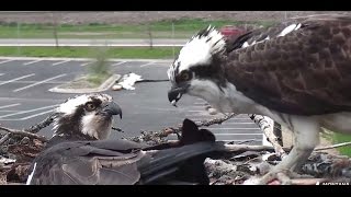 Louis feeds Iris a fresh fish - so sweet 2017 04 30 21 43 54 378