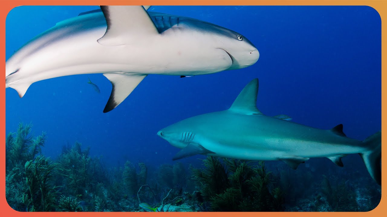 Documentary backdrop image for 2 Hours Of Shark Facts!!! (2024)