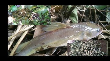 Câu Cá suối tây nguyên và lấy măng rừng |47 đak lak (đam mê câu cá)