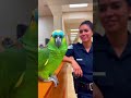 Rico’s heart just got a traffic ticket.😢🦜 #shorts #parrot