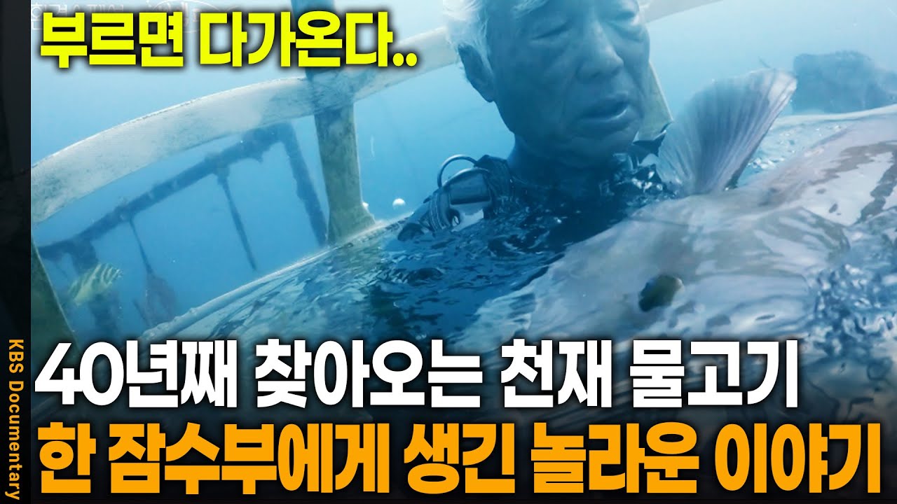 세상에 이런 일이.. 40년째 인간 찾아온다는 물고기 | KBS 20230211 방송
