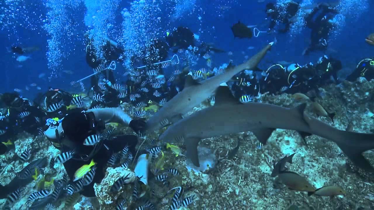 Beqa Adventure Divers The Fiji Shark Dive YouTube