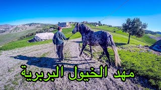 فلوق تجارة المنزل حياينة - اوطابوعبان ام الخيول البربرية و العربية البربرية Horse 2020 - الجزء 2