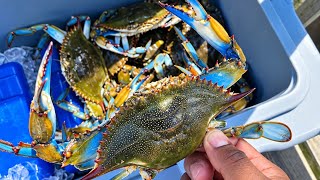 AWESOME DAY OF CRABBING IN FLORIDA**CATCH AND COOK 🔥🔥🔥