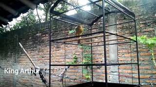 King Arthurbengkel Canary Sf