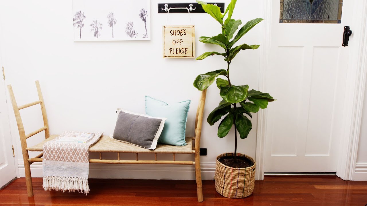 Green Space: The most impressive plants to grow at home