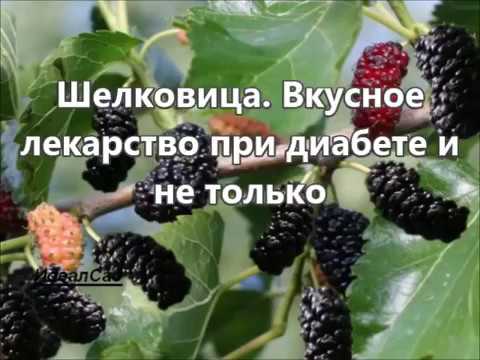 Видео: Информация о деформированной шелковице - Выращивание деформированной шелковицы Унрю