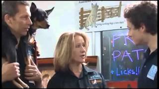 AWDRI on Pets Practice TV by Australian Working Dog Rescue 361 views 10 years ago 1 minute, 47 seconds