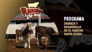 601. Suizo y Suiz-Bú: crianza y desarrollo | Rancho Santa Clara | Álamo, Veracruz