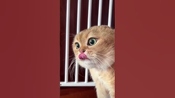 Two Cats Talking Meme Origin