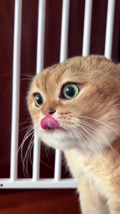 Asal Mula Meme Dua Kucing Berbicara