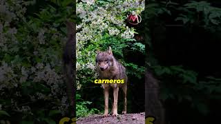 LOS LOBOS Y LOS CARNEROS - MORALEJA