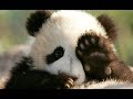 ПОПРОБУЙ НЕ ЗАСМЕЯТЬСЯ 🔴 Смешные Приколы с Животными до слез, Смешные панды