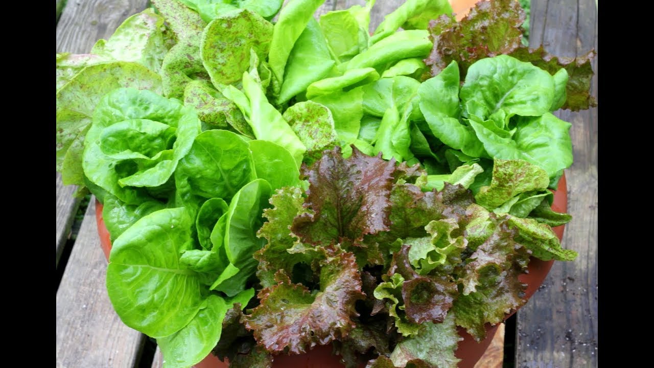 How to Grow Gem Lettuce in Paper Chain Pots