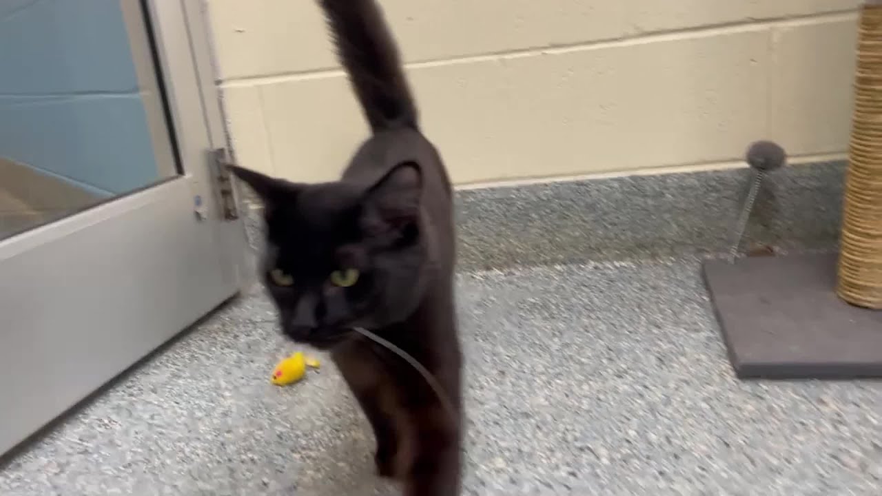 Breaking superstition Pet Helpers says black cats need loving homes