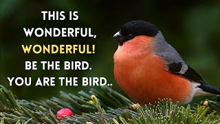 Birds Quotes | Powerful Birds Quotes | Life Lessons From Birds screenshot 1