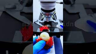 Ketika buah rambutan dan kulitnya dilihat dengan mikroskop 🫣😱#shorts #mikroskop #buah #rambutan