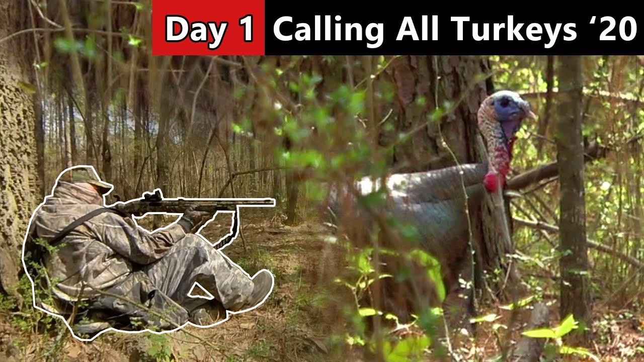 Mississippi Midday Gobbler Turkey Hunting YouTube