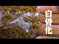 【ミルワーム飼育】ウチの大量のミルワームが鯵（アジ）を白骨化させるまで。＊高画質版を2017年7月28日に投稿