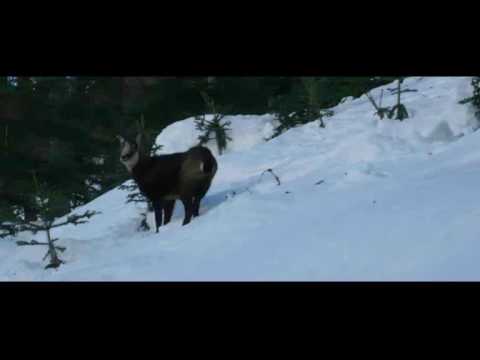 DE SAINT DALMAS LE SELVAGE AU PLATEAU DE SESTRIERE