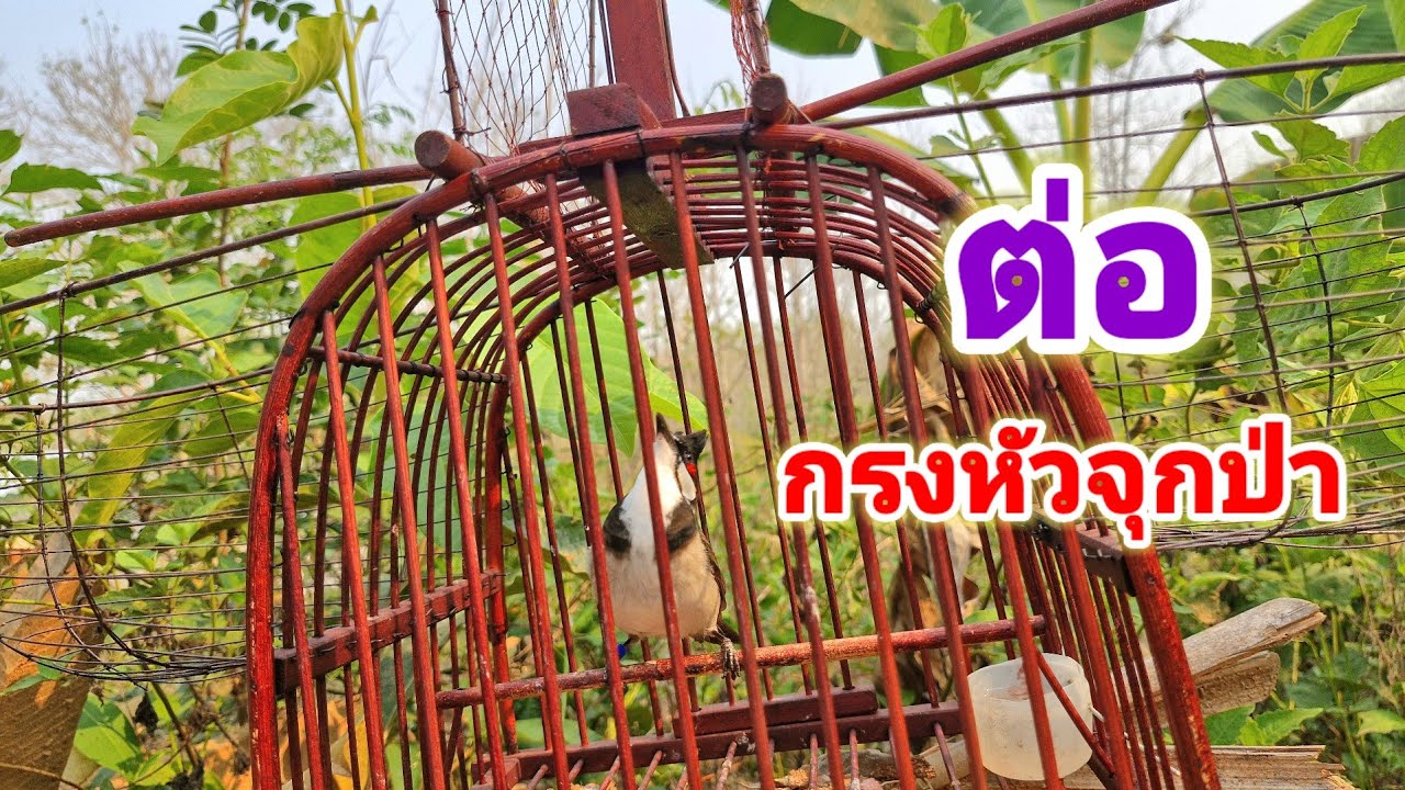 ต่อนกกรงหัวจุกในป่า จะได้หรือไม่ เสียงนกกรงหัวจุกใช้ต่อเข้าดีมาก นกปรอดหัวจุก ร้องต่อนกป่า