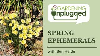 Spring Ephemerals - delicate flowers that light up the woodland garden with Ben Helde