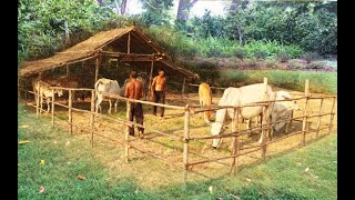 How to build  stables for cows by using wood 100% _ cow stables