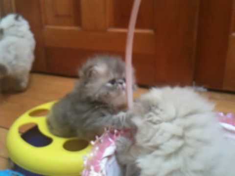 persian-kitten-funny-video