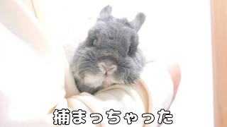 お顔を綺麗にしておやつをもらうまで色々な出来事が起きました【No.1973】