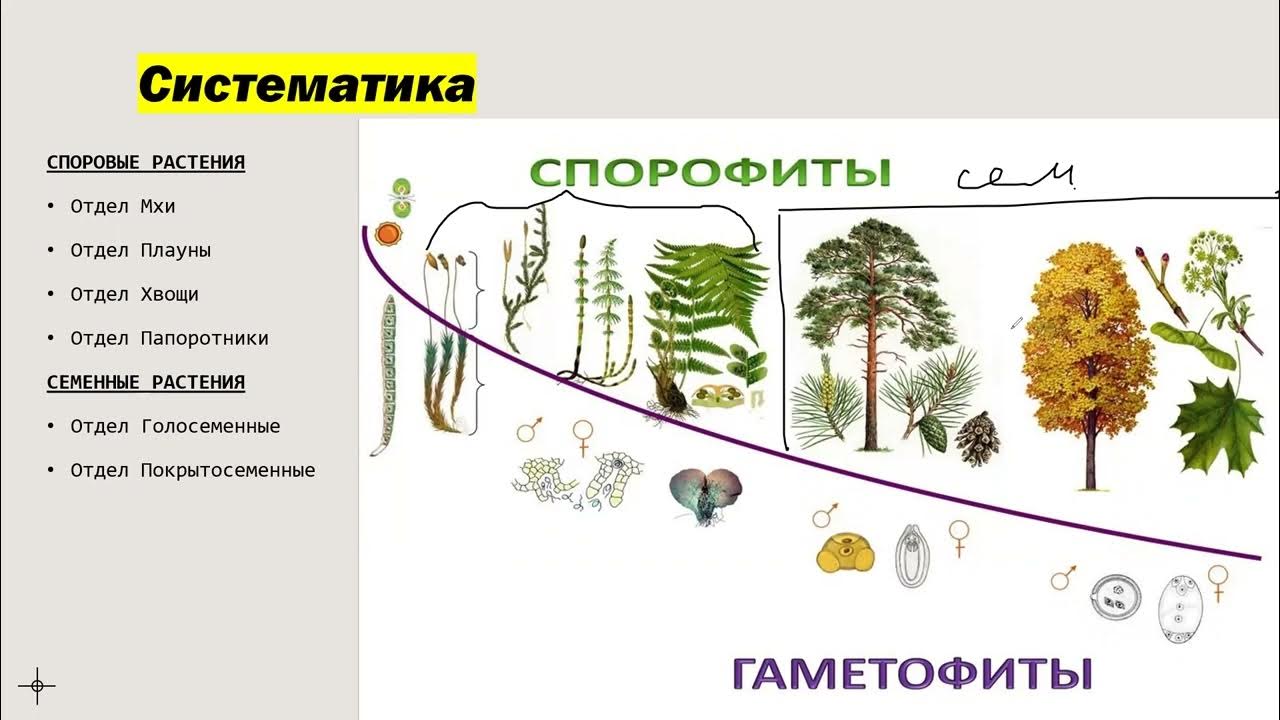 Виды спорофитов