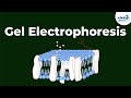 What is Gel Electrophoresis | Don't Memorise