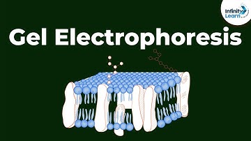 What is Gel Electrophoresis | Don